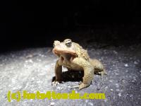 /home//u458753944/public_html/sourcegallery//Roxborough Toad Detour/2013-2019/2016/2016-03-31/P3310574.JPG